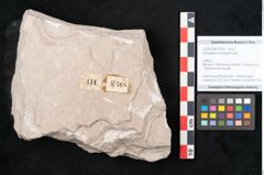 Foto (Objekt + Etikett) von Dictyopteris brongniarti Gutb. (NHMW-GEO-2024-0188-10768)